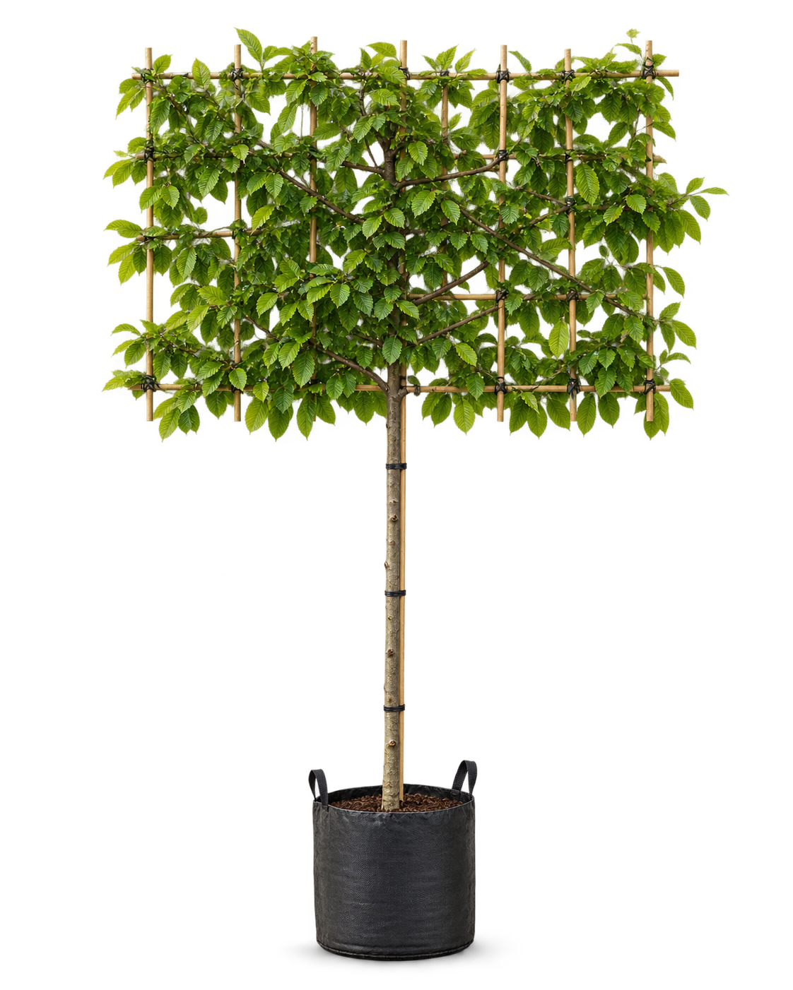Horizon Carpinus Grab pospolity formowany na pniu 180 cm | ekran 150 × 120 cm