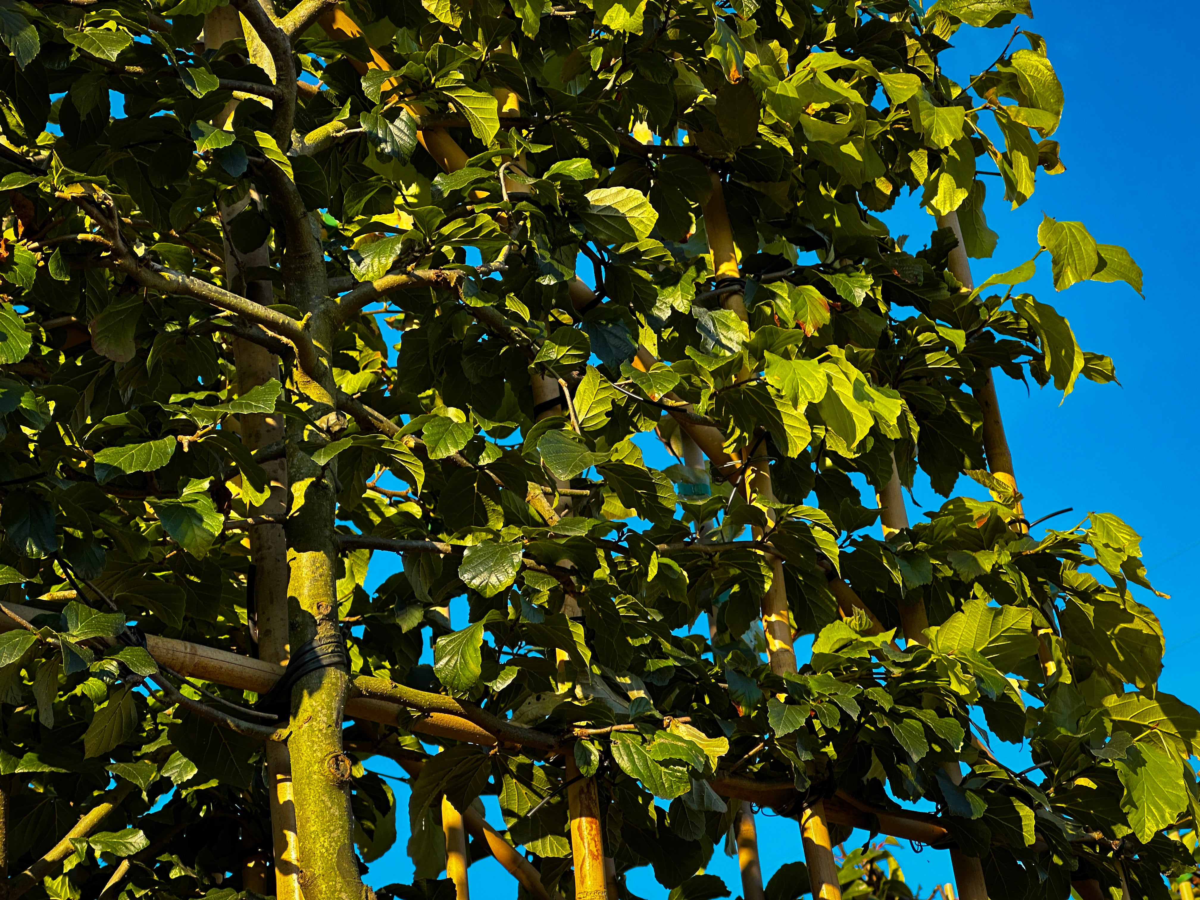 Horizon Persia Grande