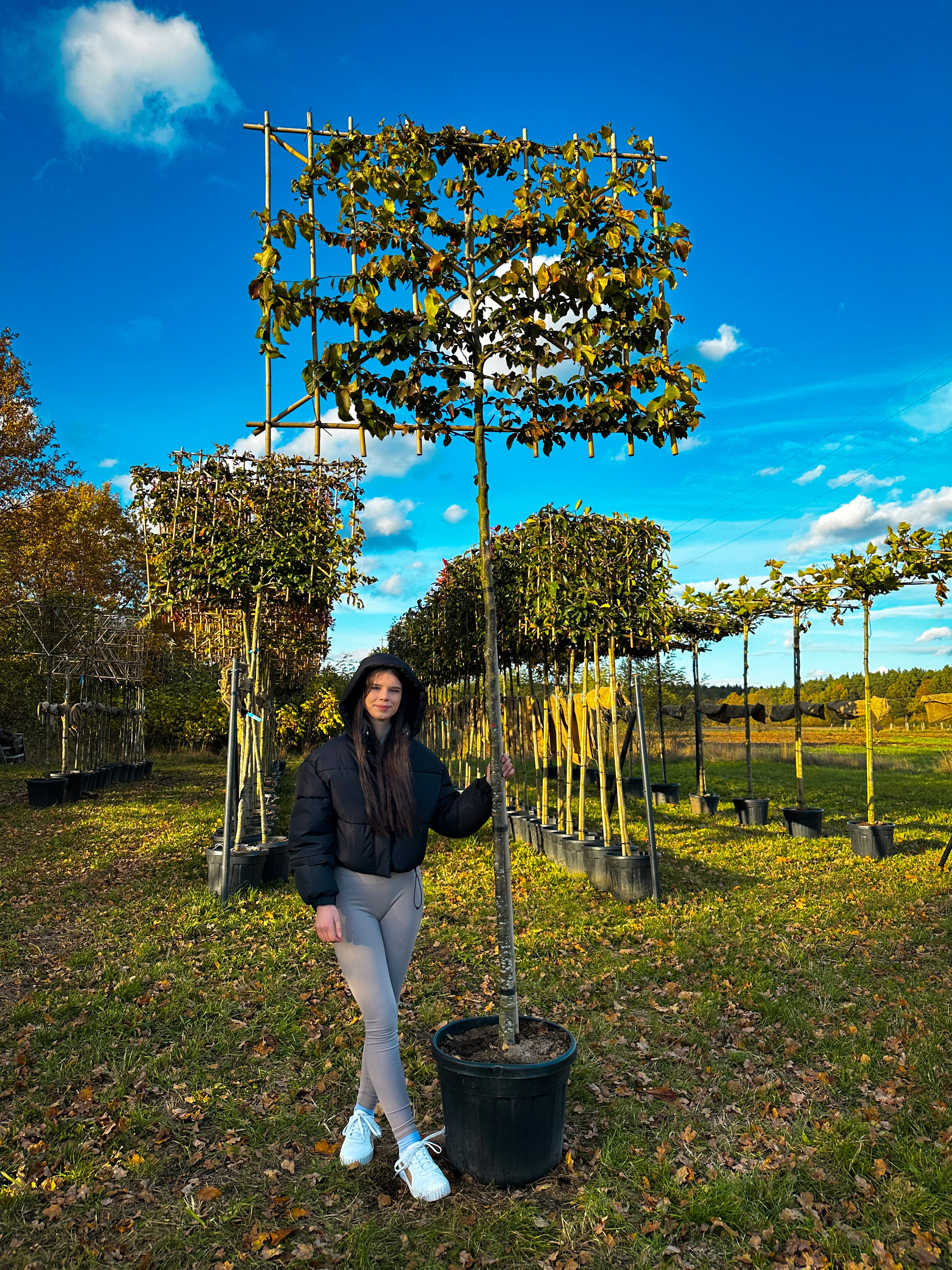 Horizon Persia Grande