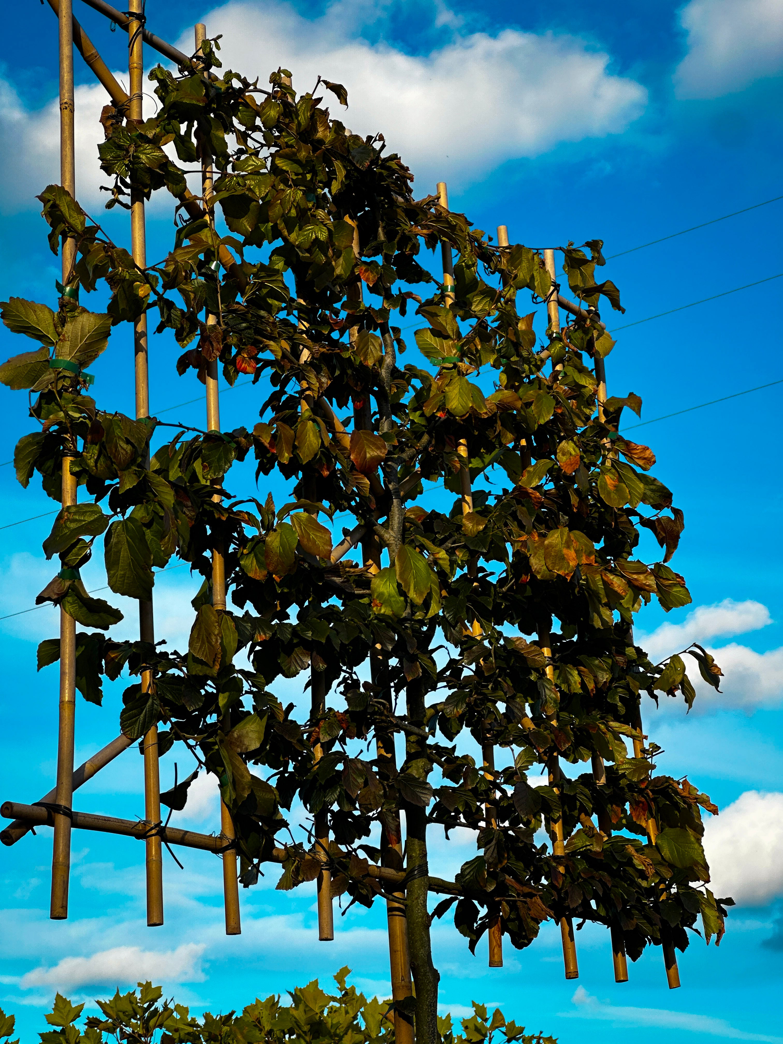 Horizon Persia Grande