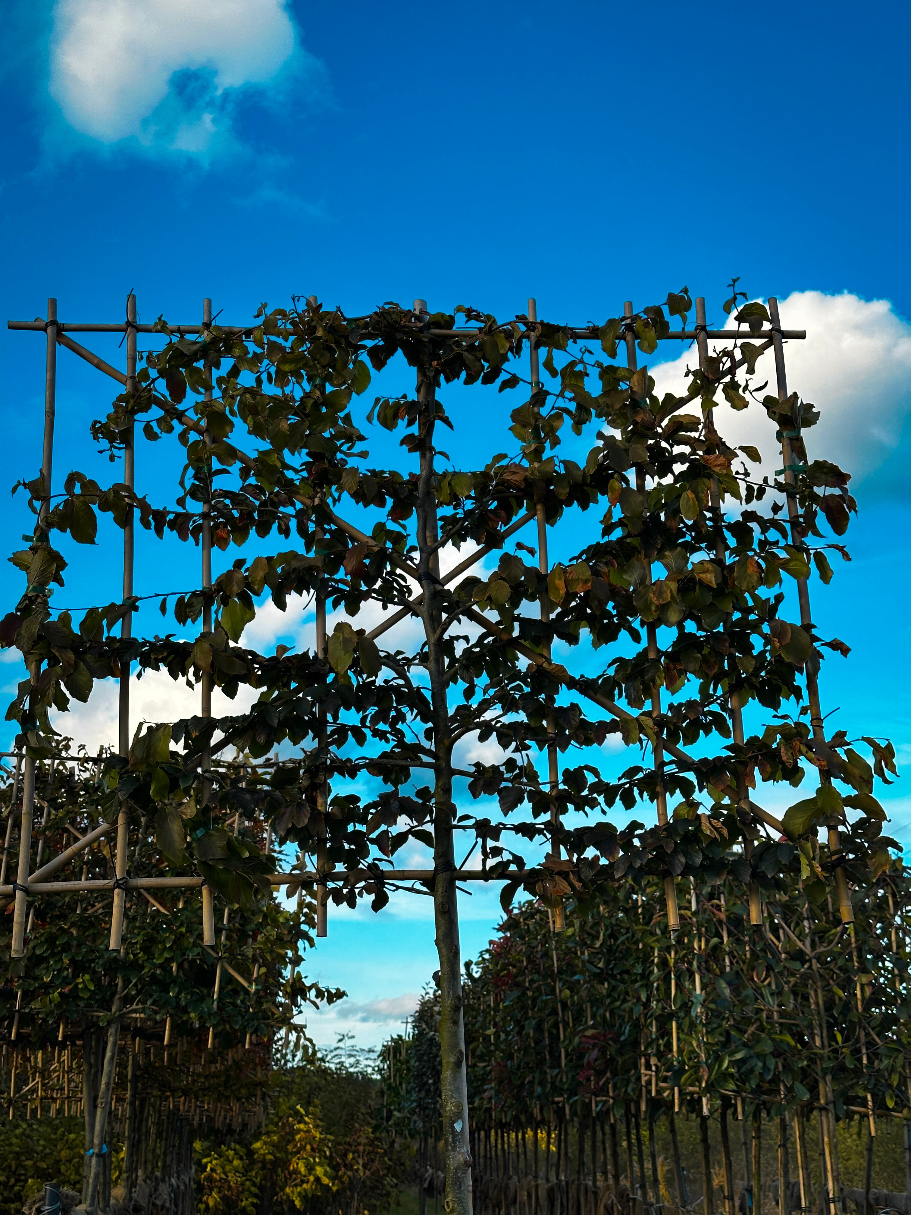 Horizon Persia Grande