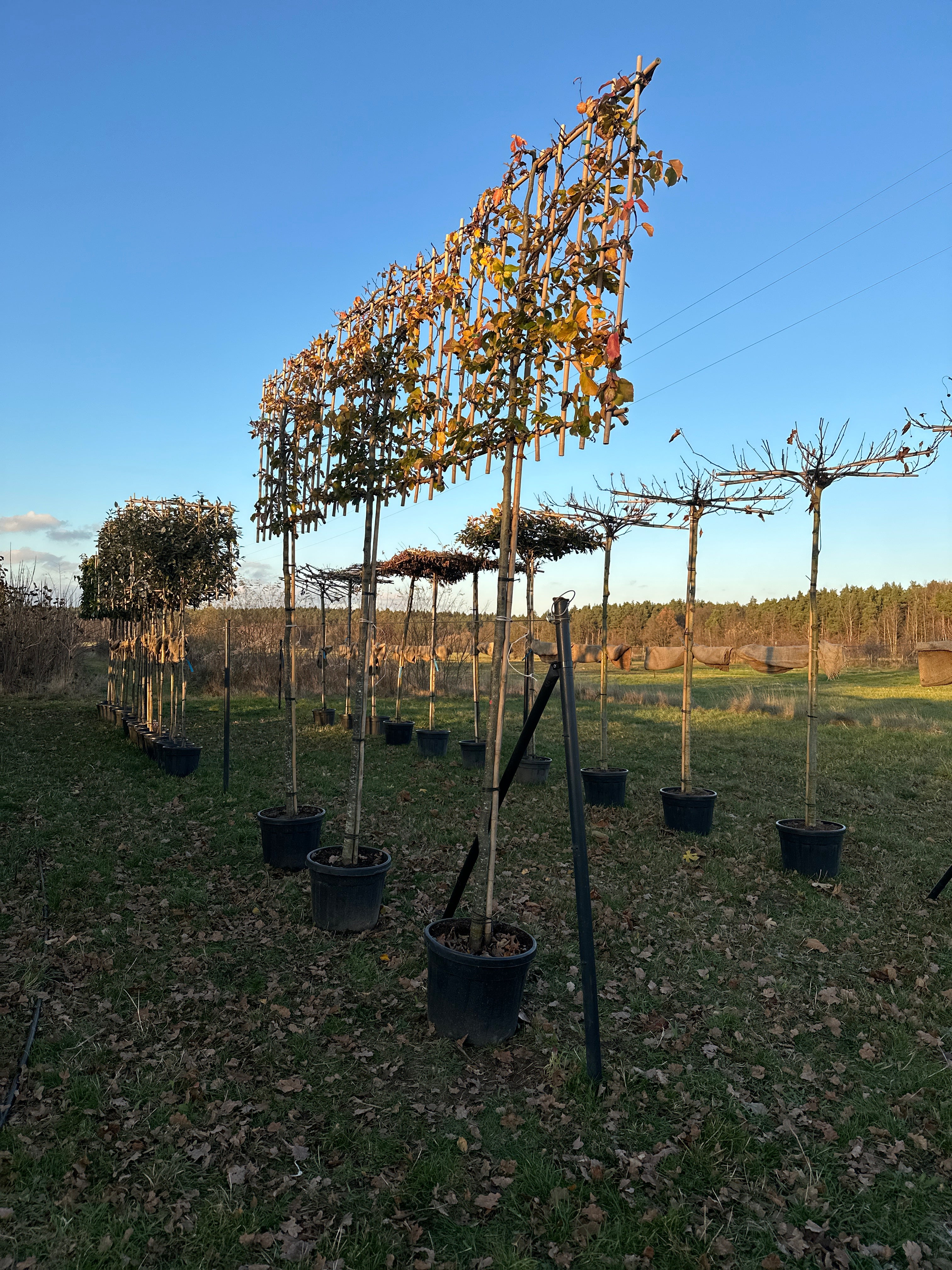 Horizon Persia Grande