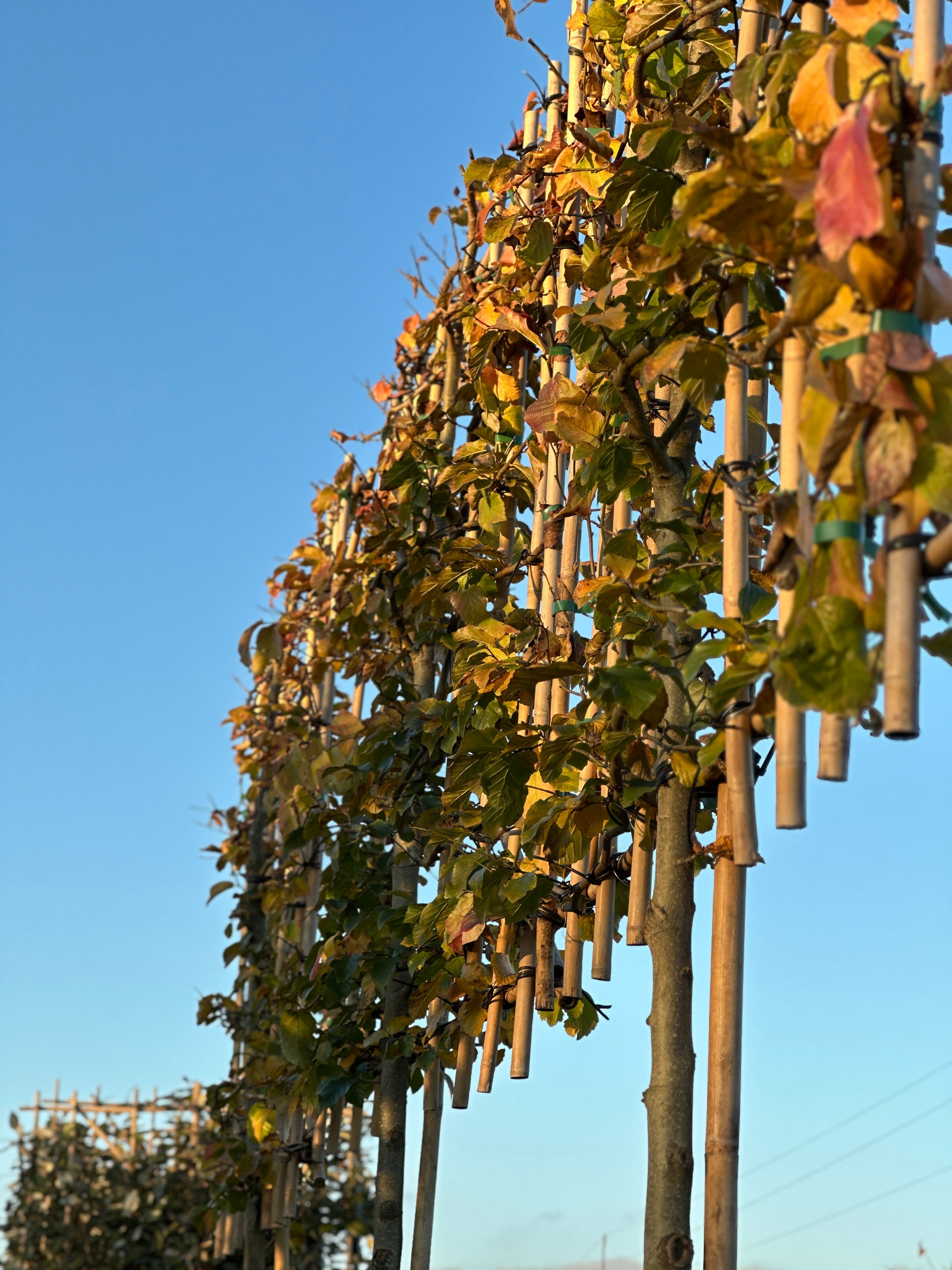 Horizon Persia Grande