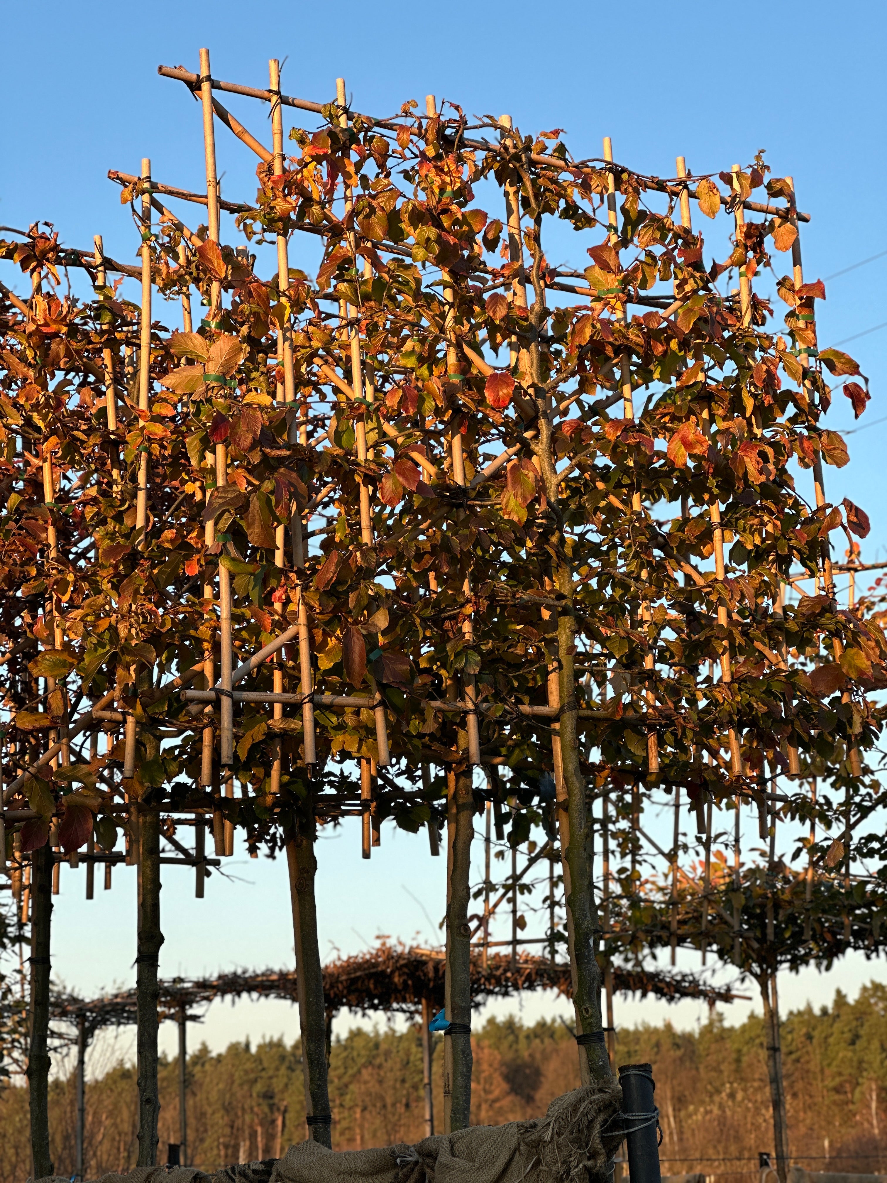 Horizon Persia Grande