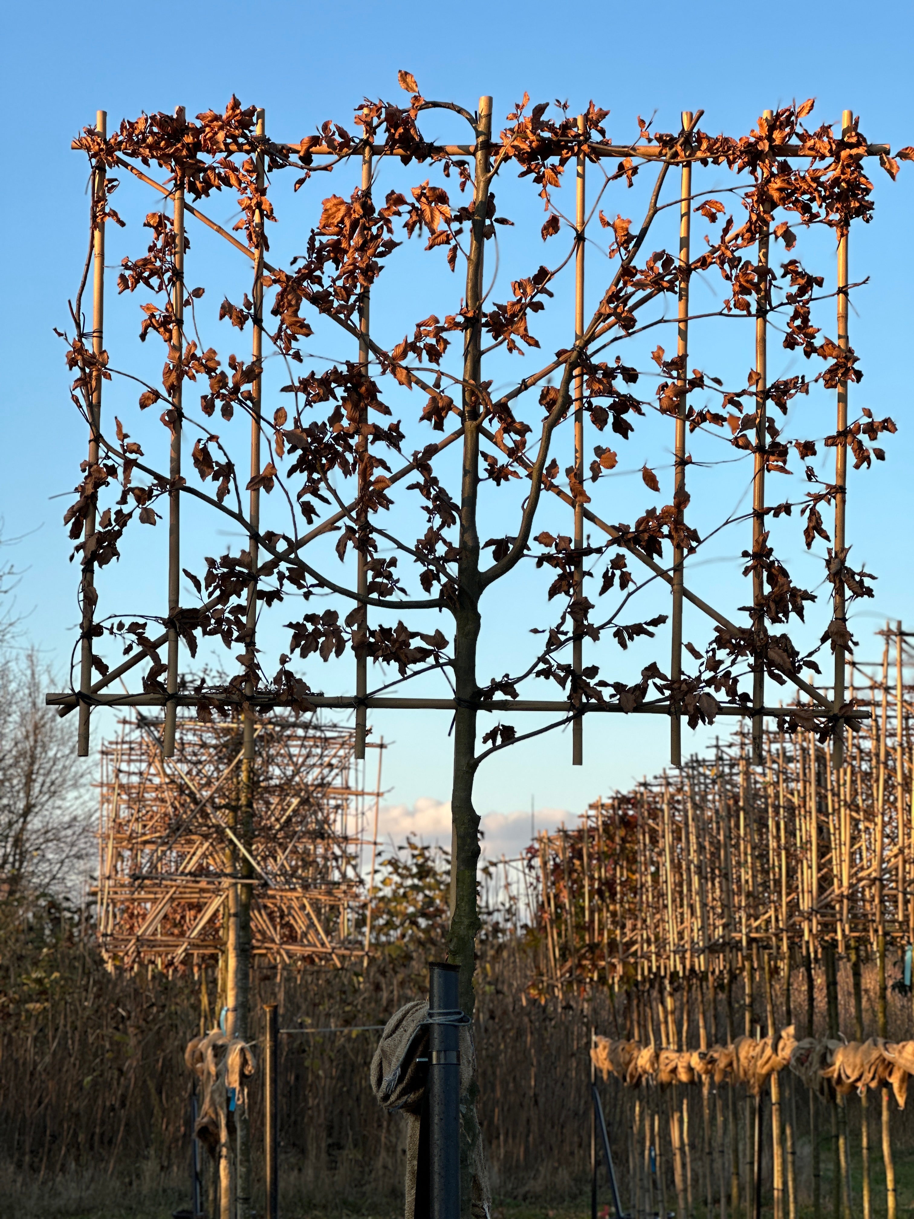 Horizon Fagus