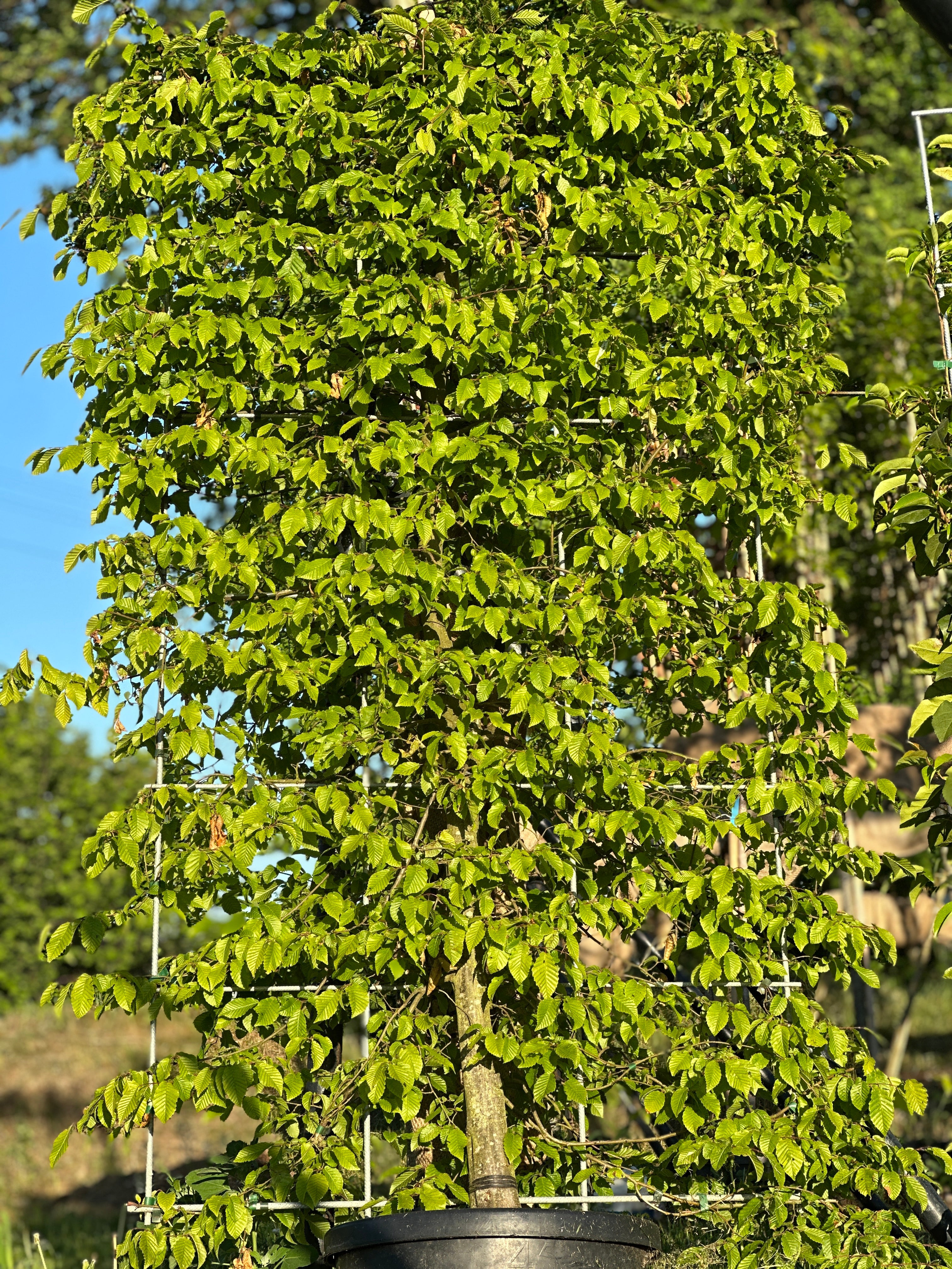 Privio Carpinus