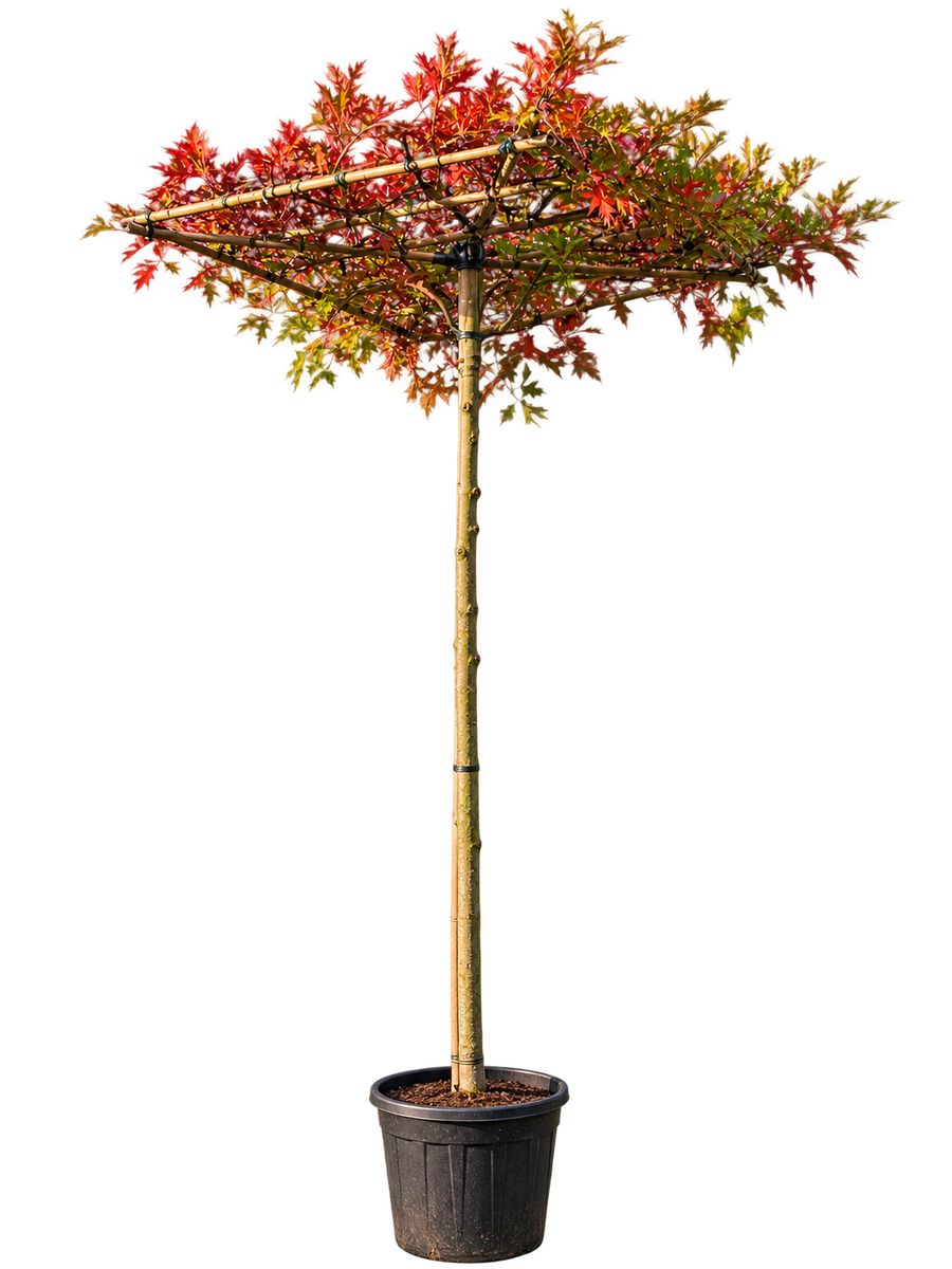 Dąb błotny parasol na pniu – rdzawoczerwona jesień, korona 120 × 120 cm