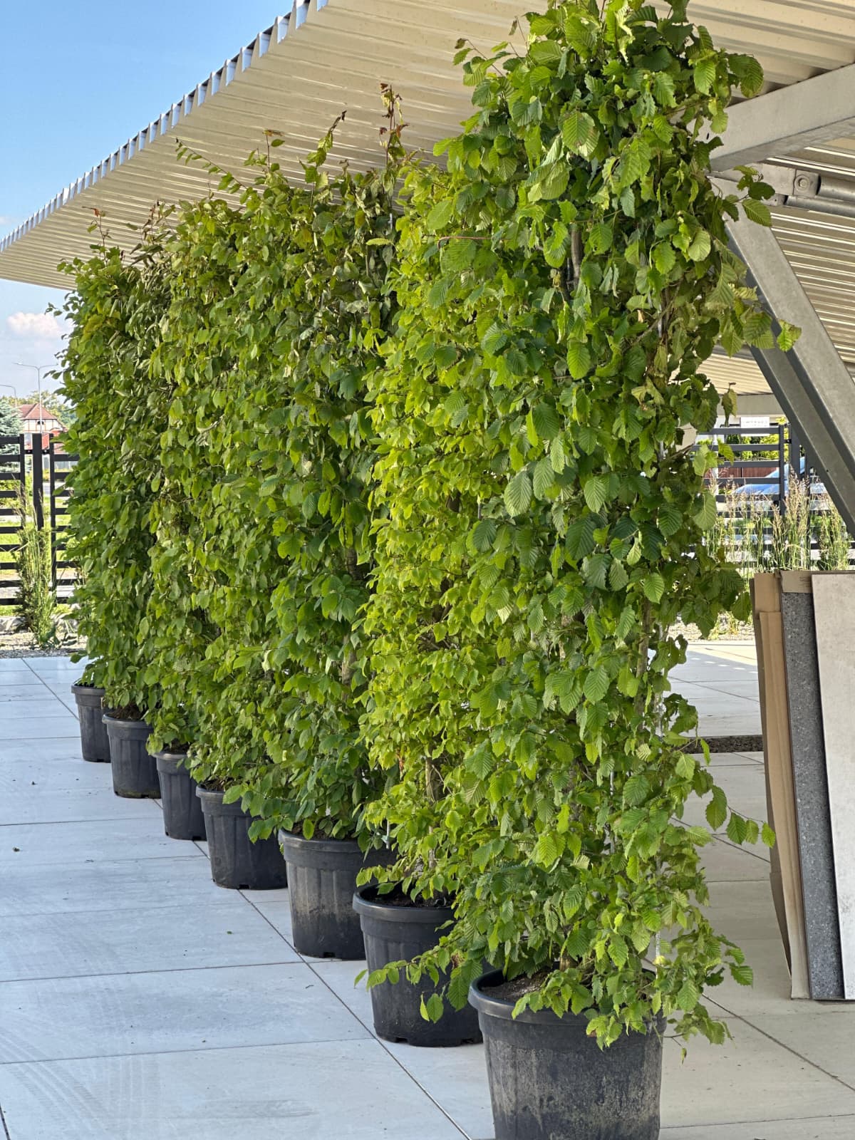 Privio Carpinus