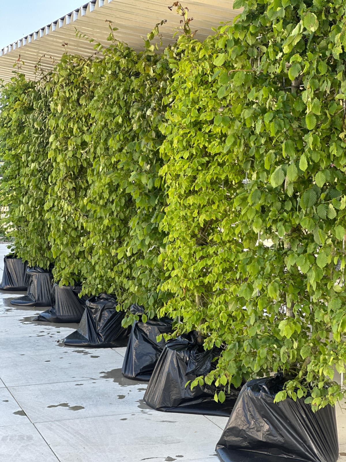 Privio Carpinus