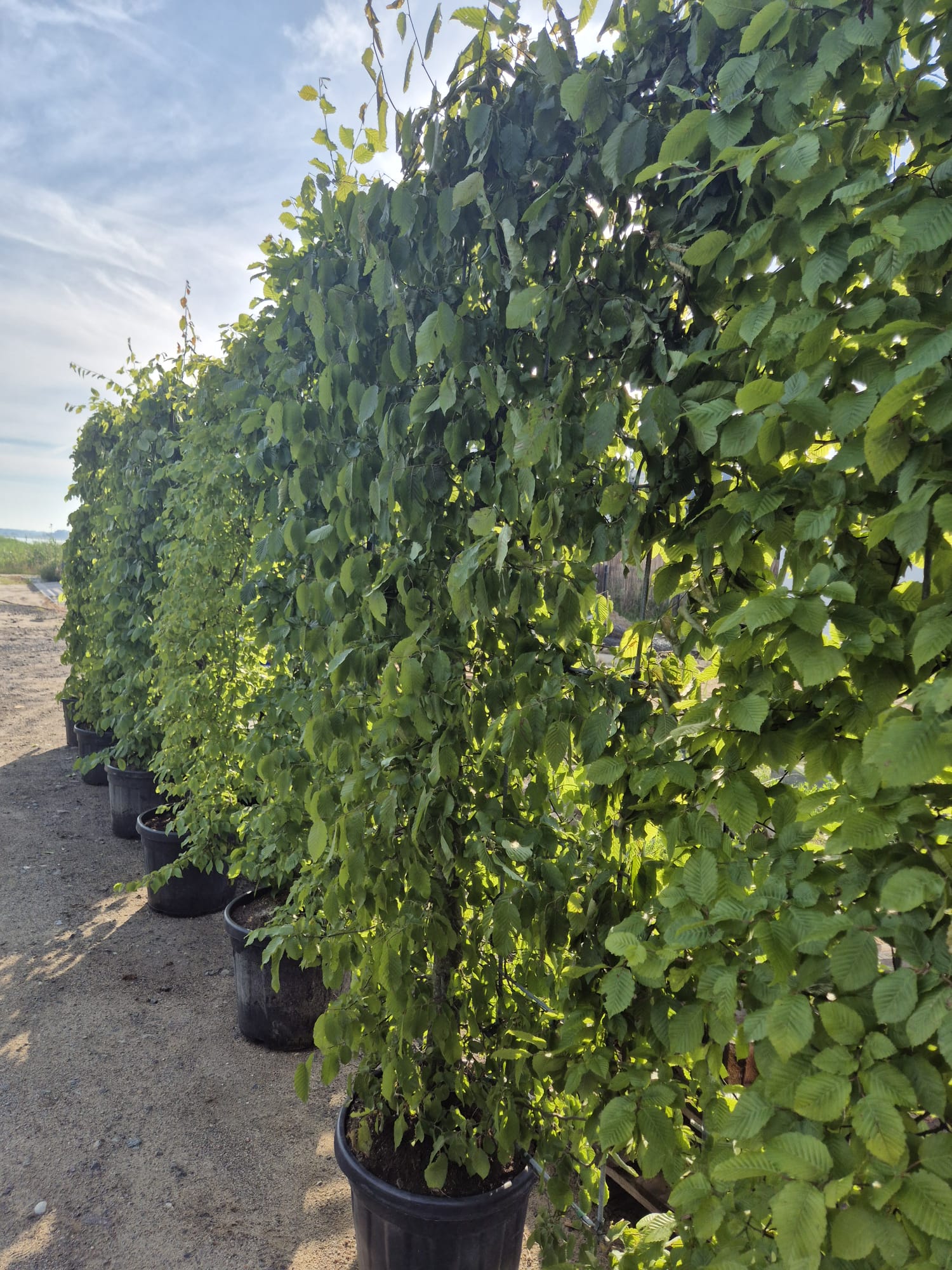 Privio Carpinus