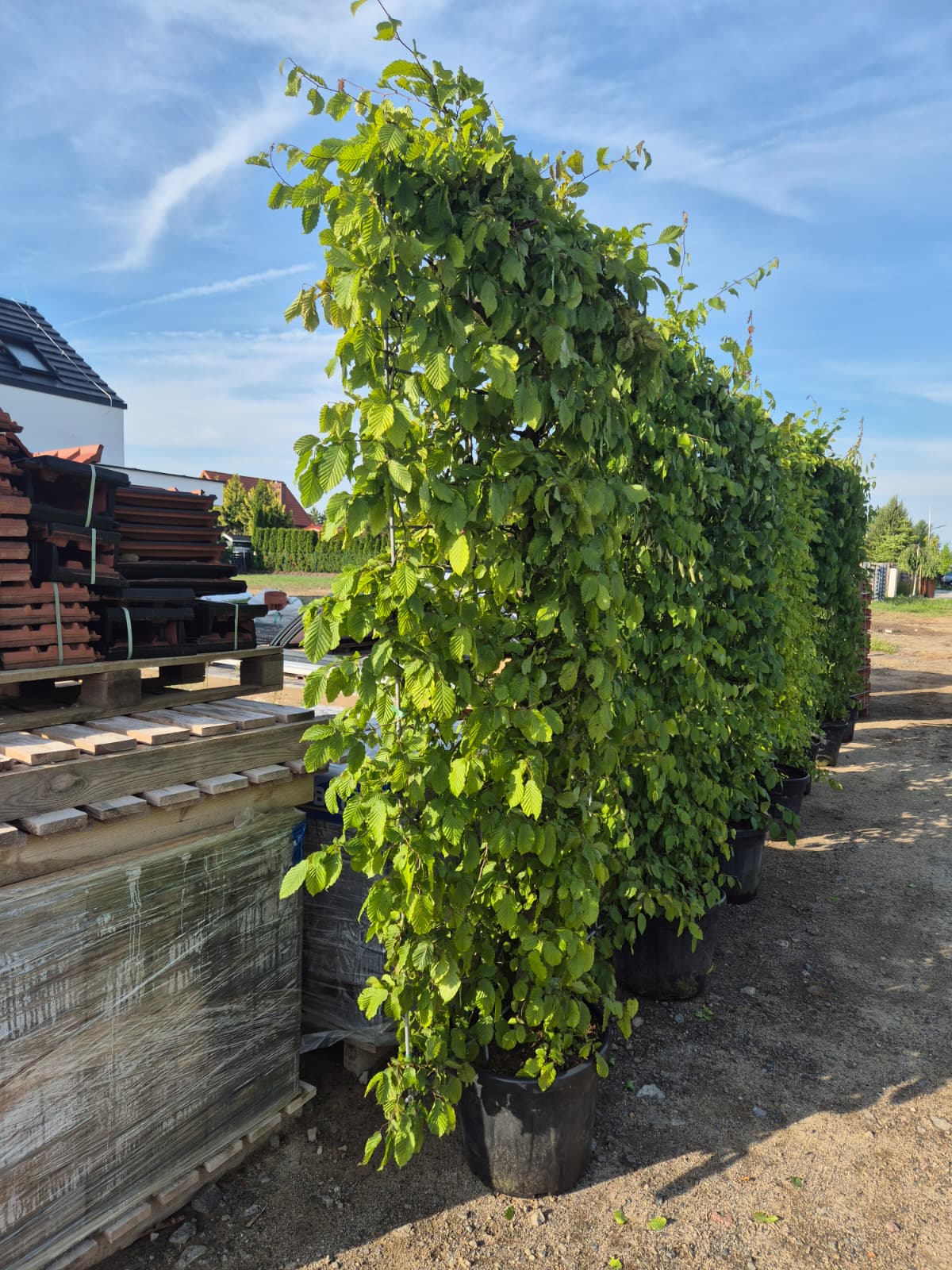 Privio Carpinus
