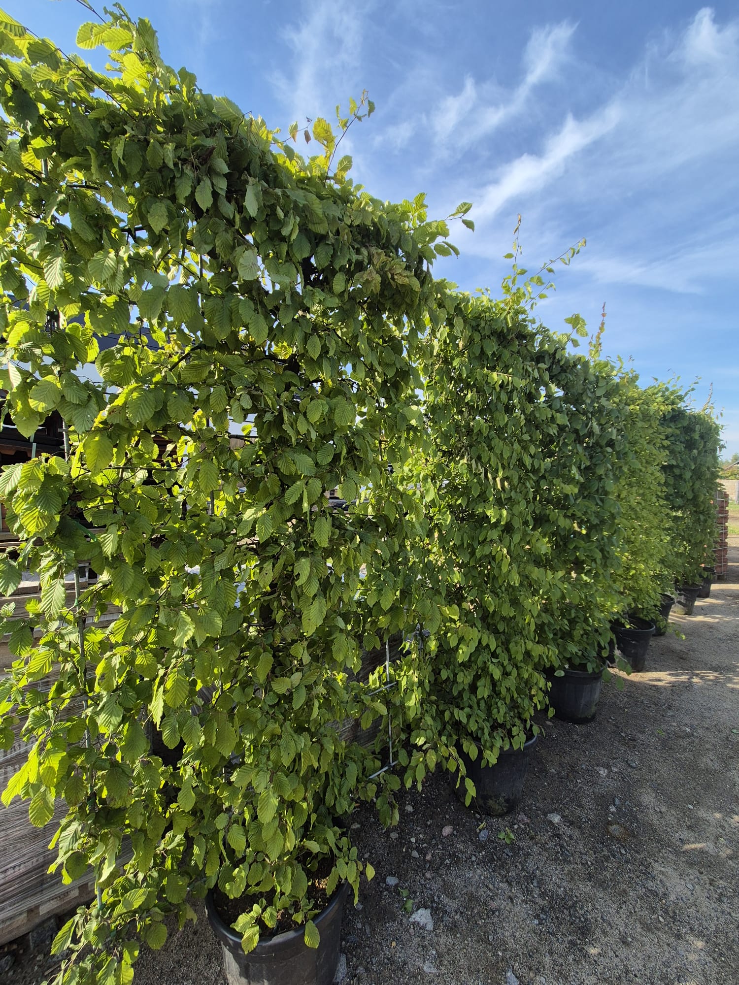 Privio Carpinus