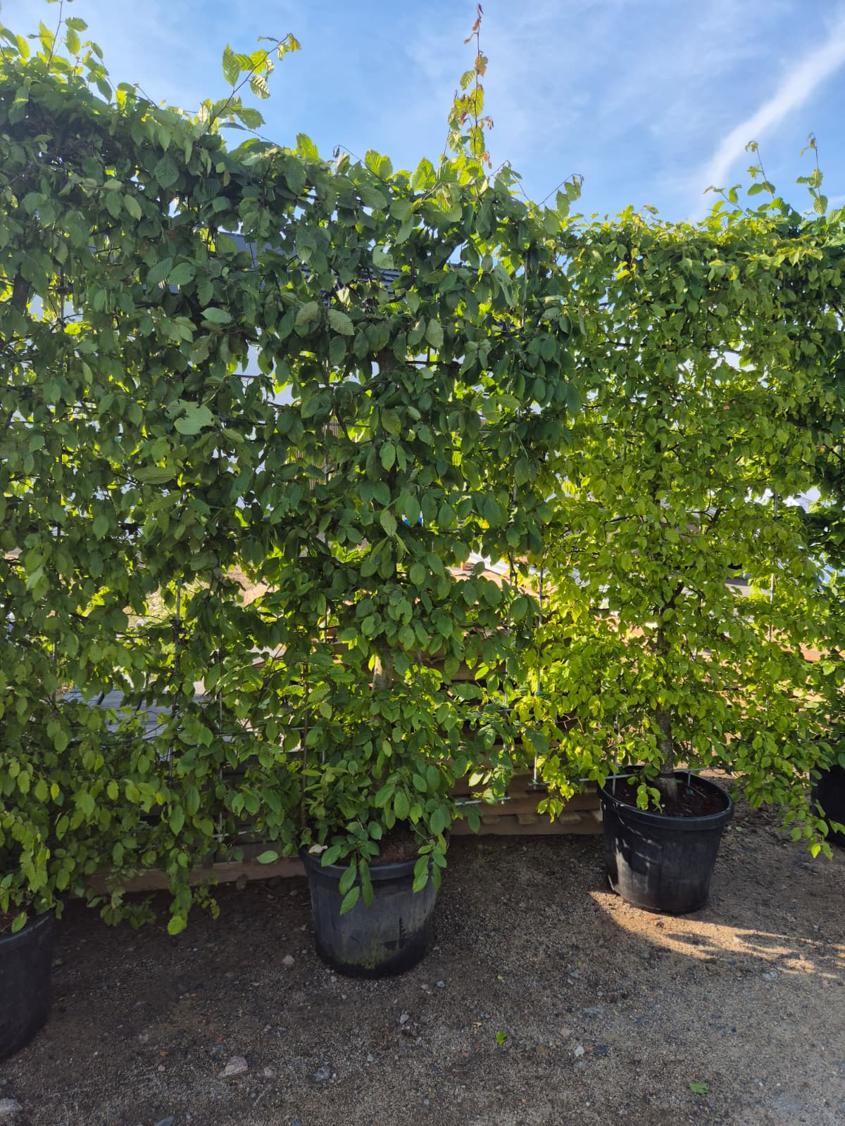 Privio Carpinus