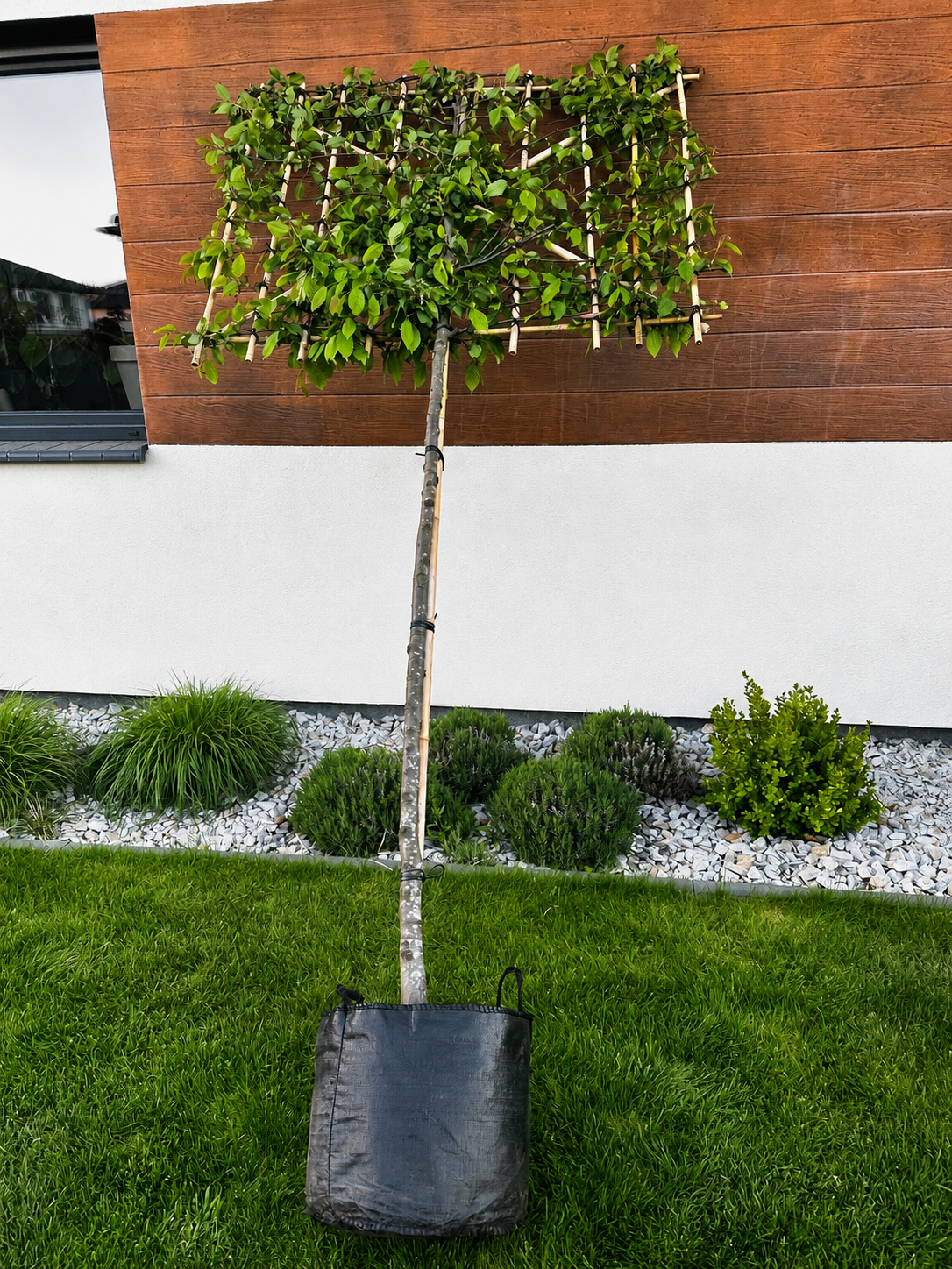 Horizon Carpinus Grab pospolity formowany na pniu 180 cm | ekran 150 × 120 cm
