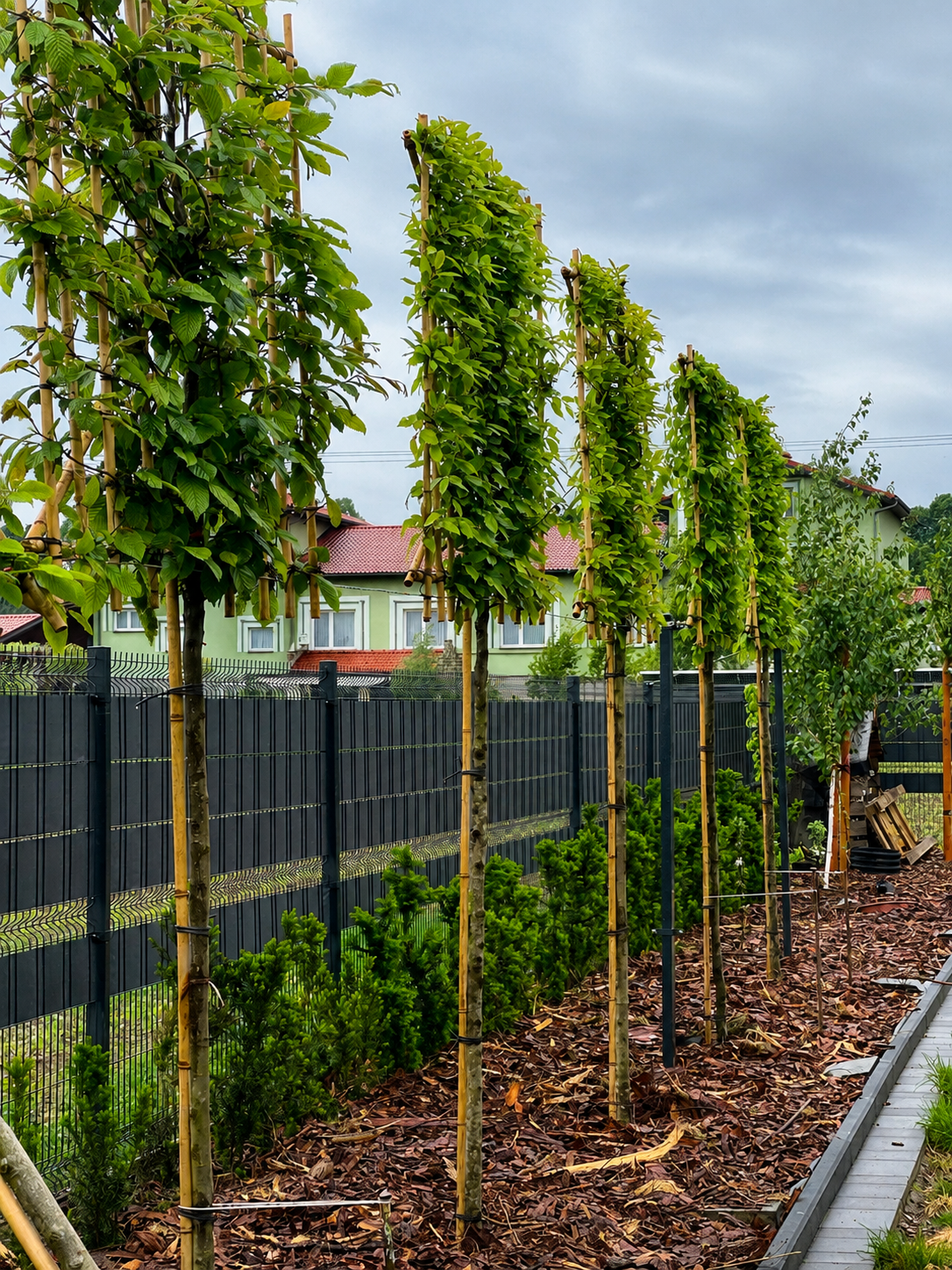 Horizon Carpinus Grab pospolity formowany na pniu 180 cm | ekran 150 × 120 cm