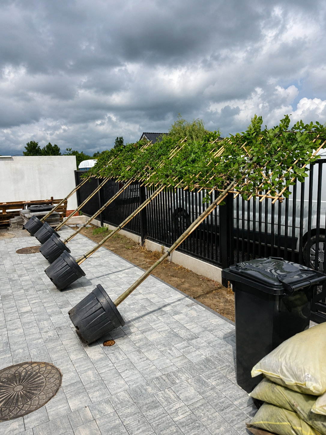 Horizon Carpinus Grab pospolity formowany na pniu 180 cm | ekran 150 × 120 cm