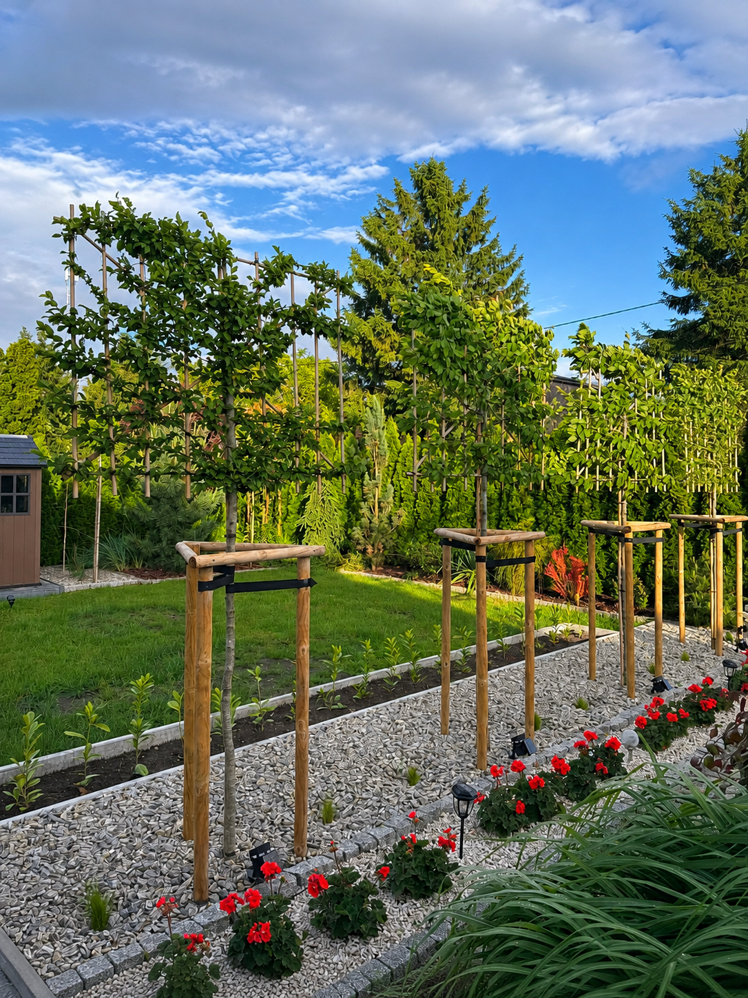 Horizon Carpinus Grab pospolity formowany na pniu 180 cm | ekran 150 × 120 cm