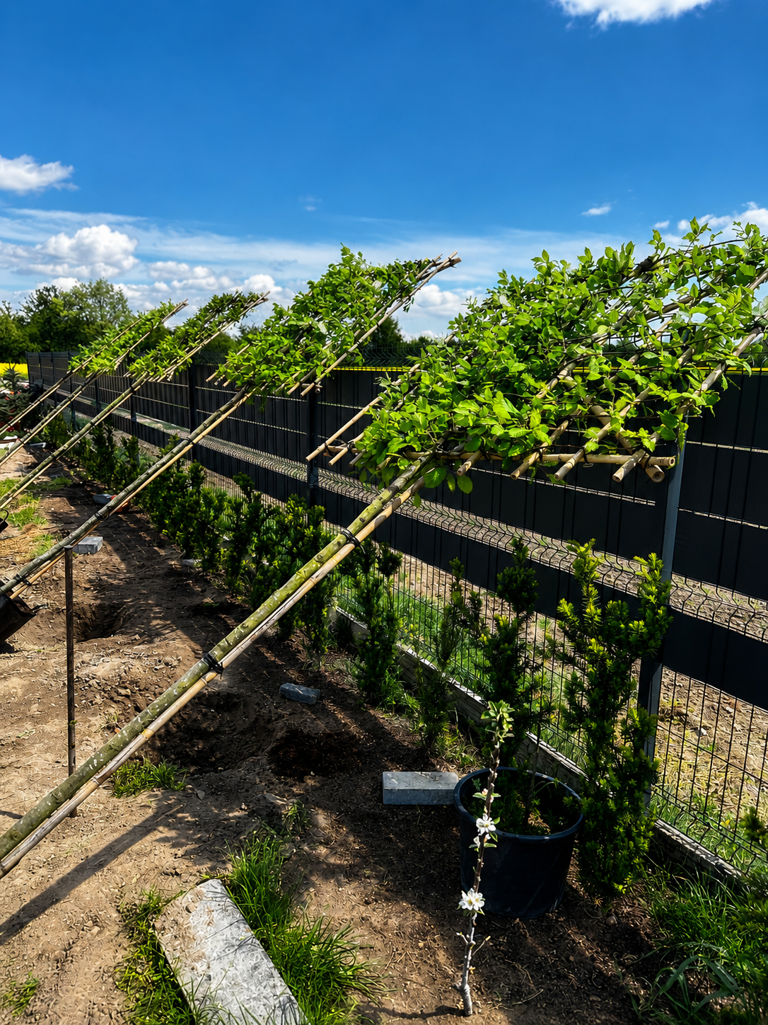 Horizon Carpinus Grab pospolity formowany na pniu 180 cm | ekran 150 × 120 cm