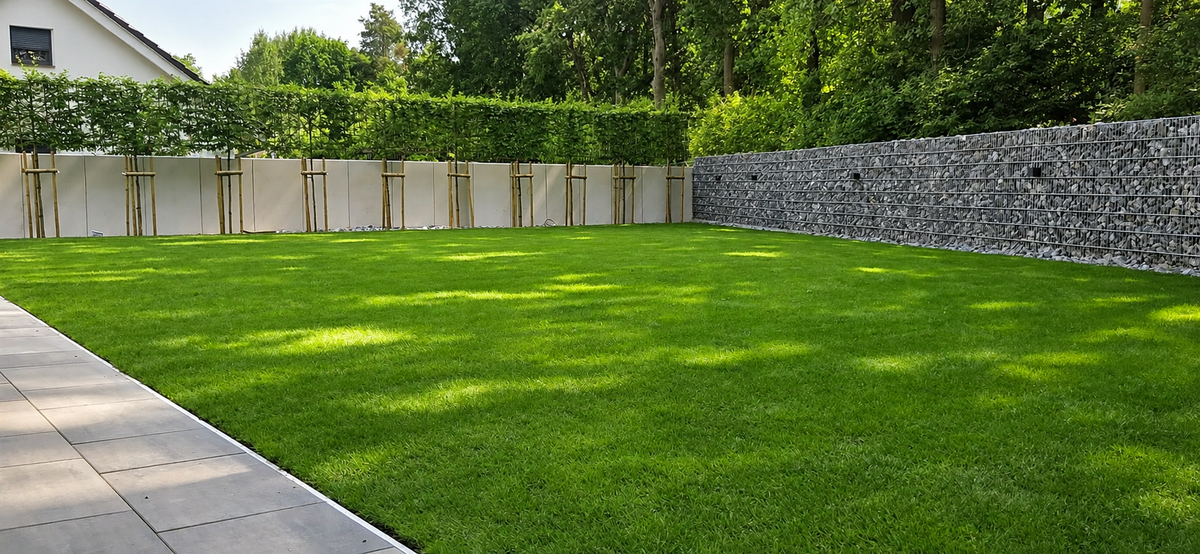Horizon Carpinus Grab pospolity formowany na pniu 180 cm | ekran 150 × 120 cm
