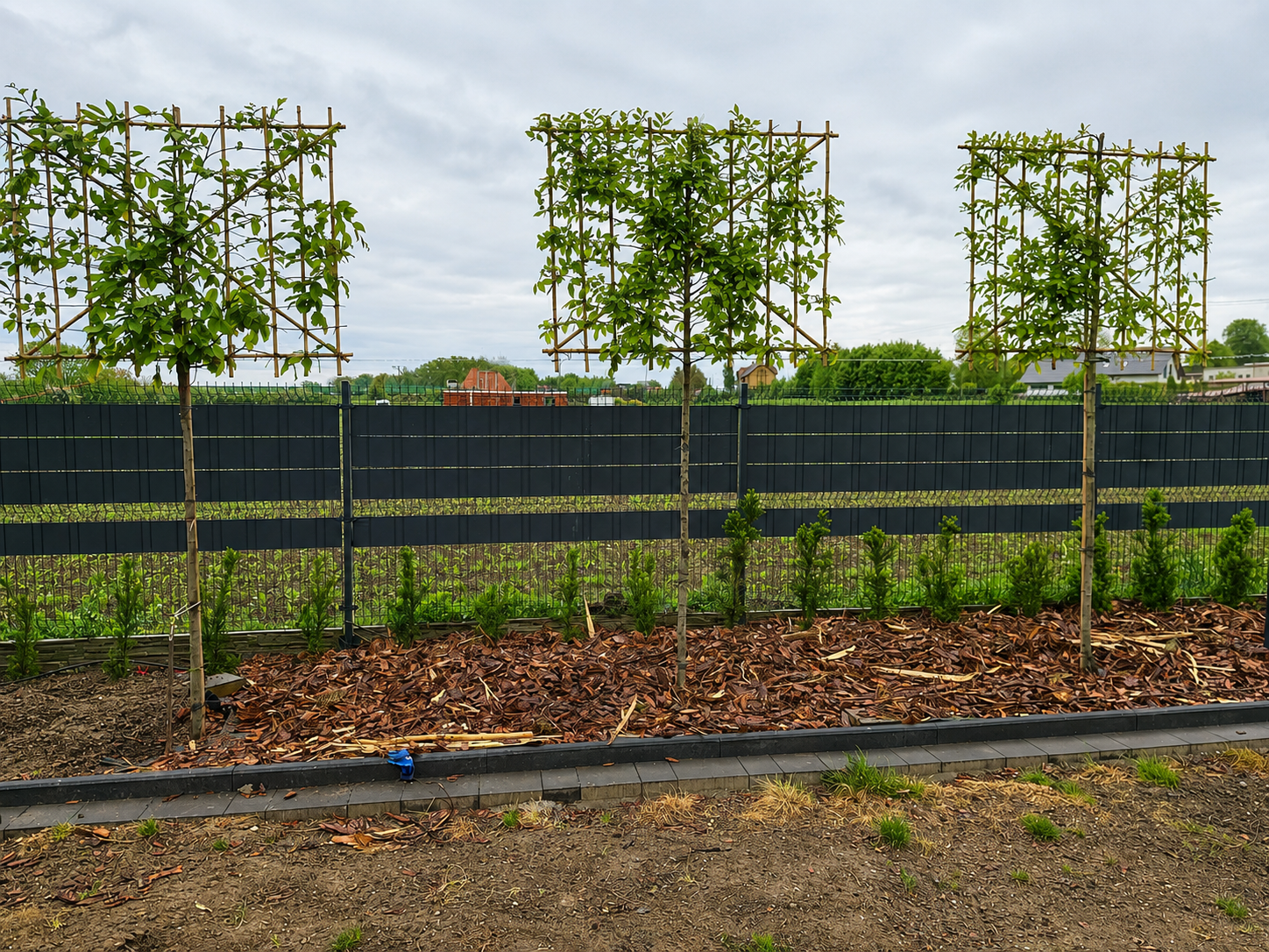 Horizon Carpinus Grab pospolity formowany na pniu 180 cm | ekran 150 × 120 cm