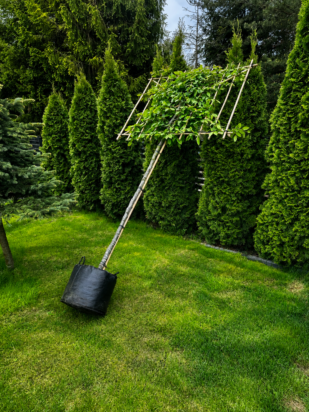 Horizon Carpinus Grab pospolity formowany na pniu 180 cm | ekran 150 × 120 cm